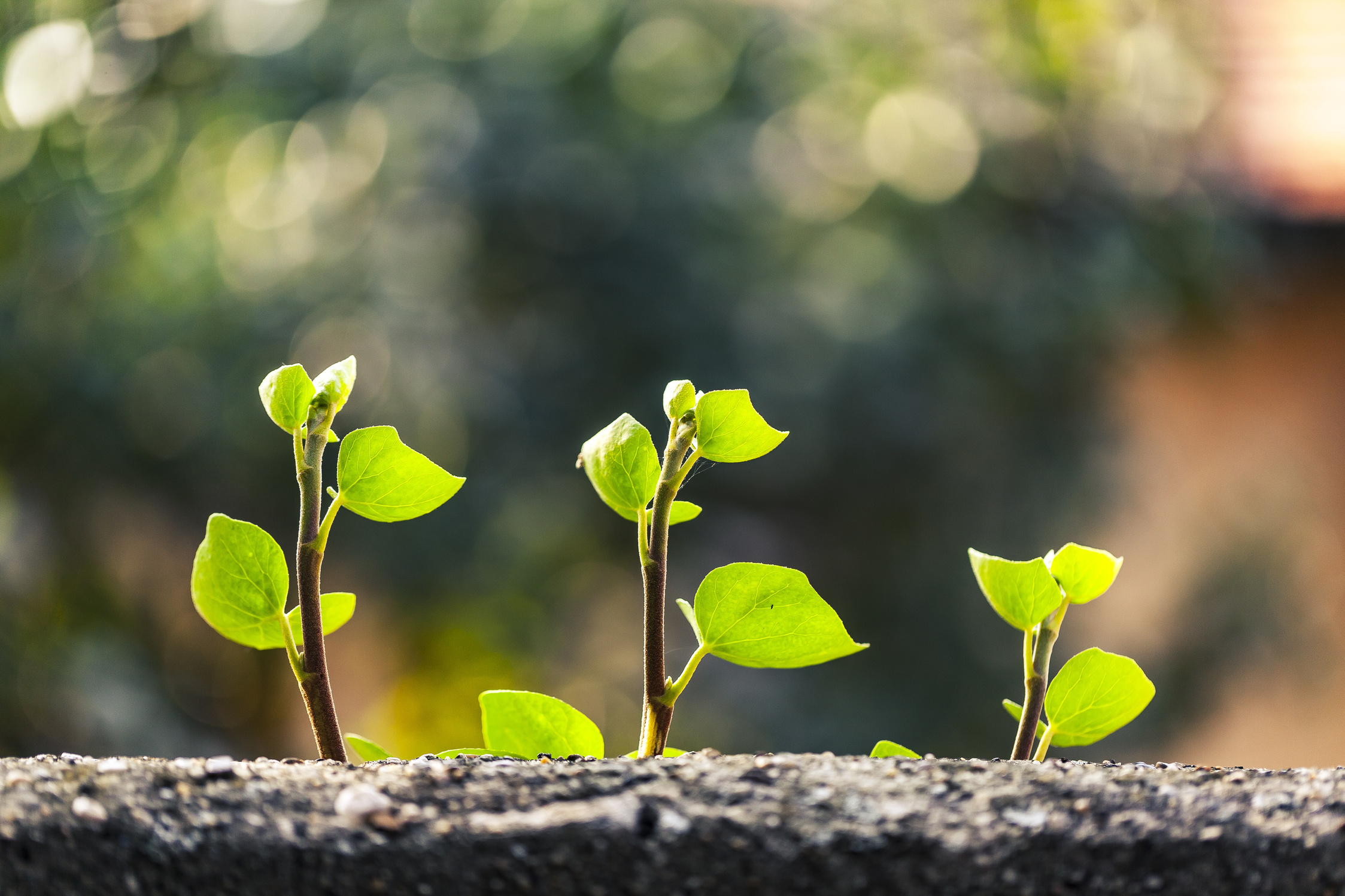 Growing Plants in Nature