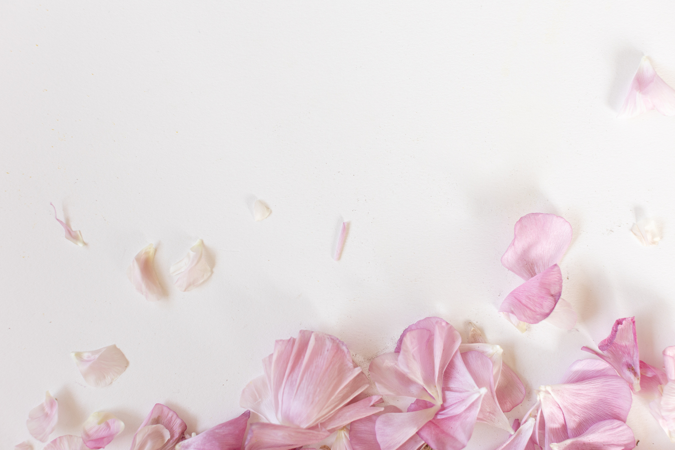 Blooming Pink Flowers on White Background