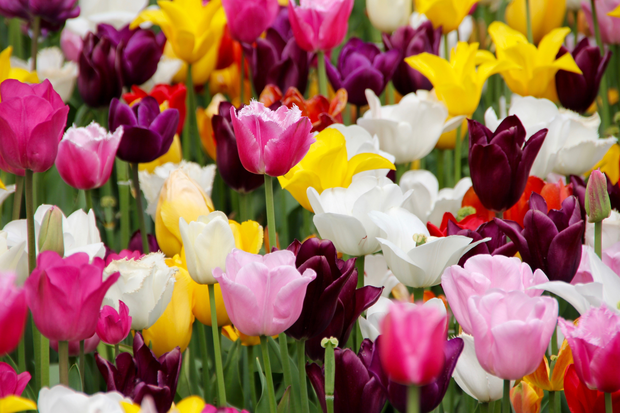 Tulip Flowers Field